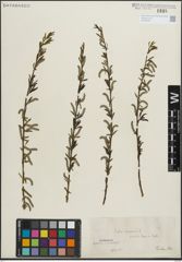 Foto von Salix purpurea L.